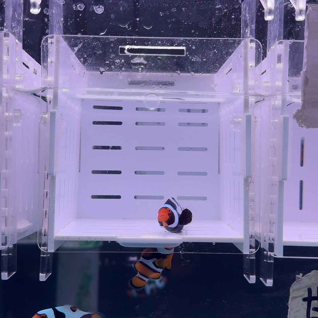 海水鱼4.5+黑卡莫扎特小丑鱼一条