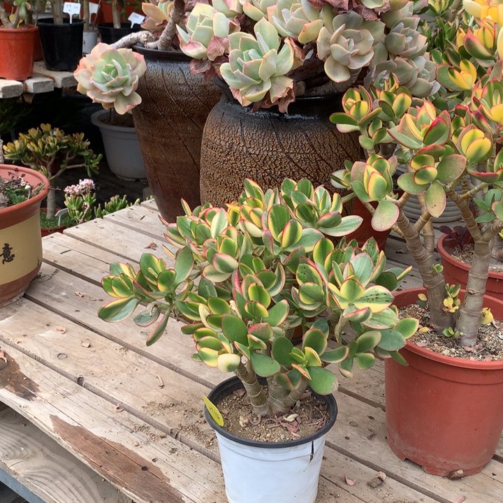 青*、H14新花脱土发货