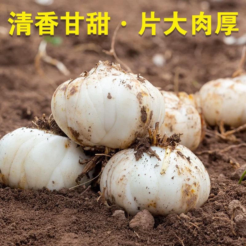 云南高原山货 百合 胖丫甄选