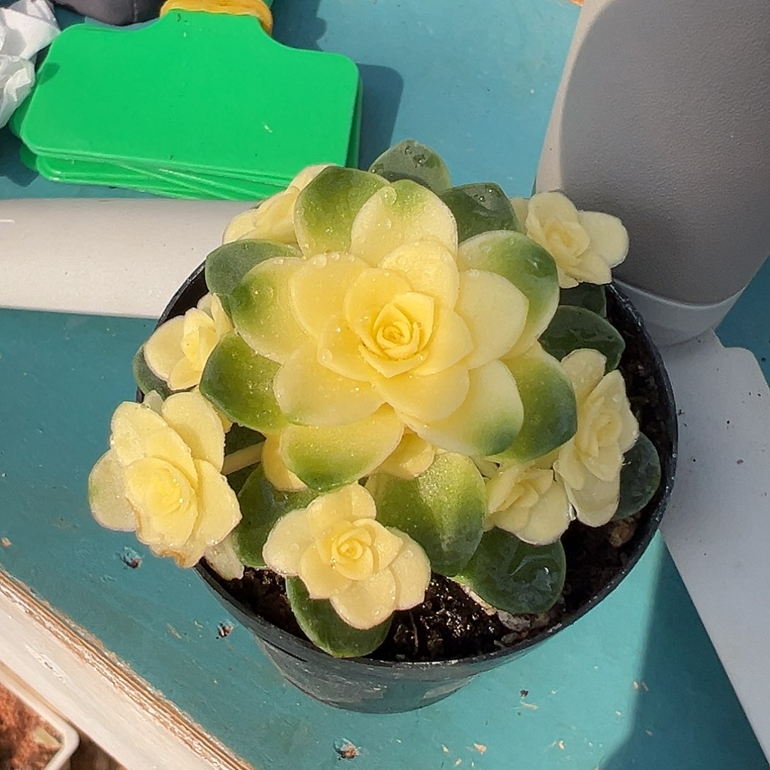 猫眼玫瑰锦，全锦