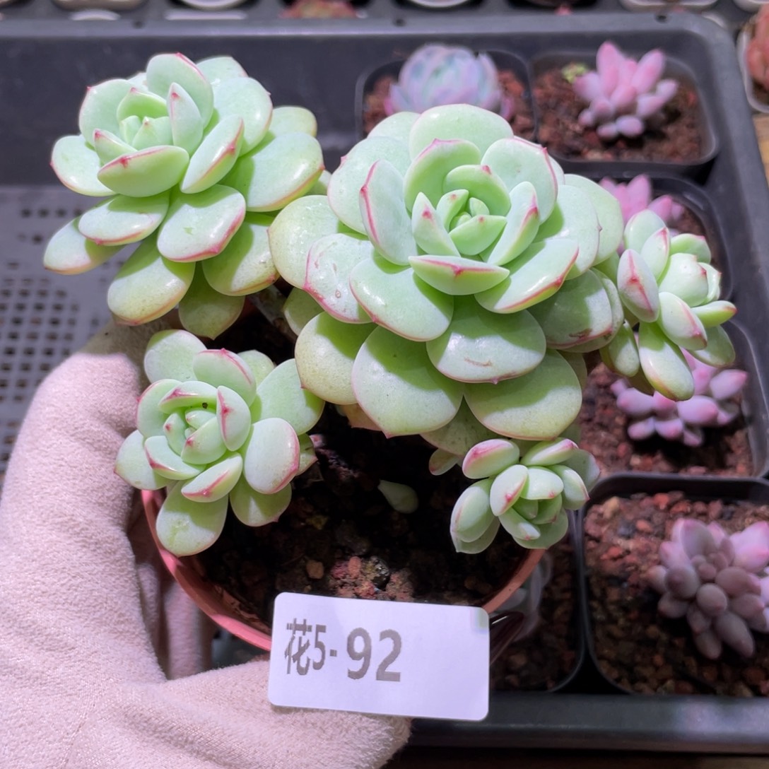 花利美5-92香草群