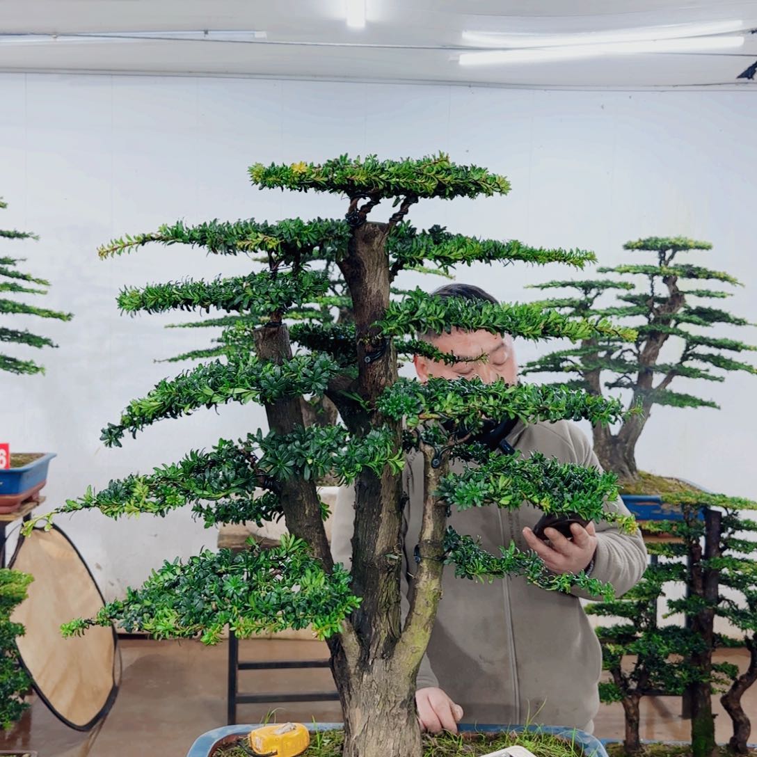 ～***～无花朵盆景园林……