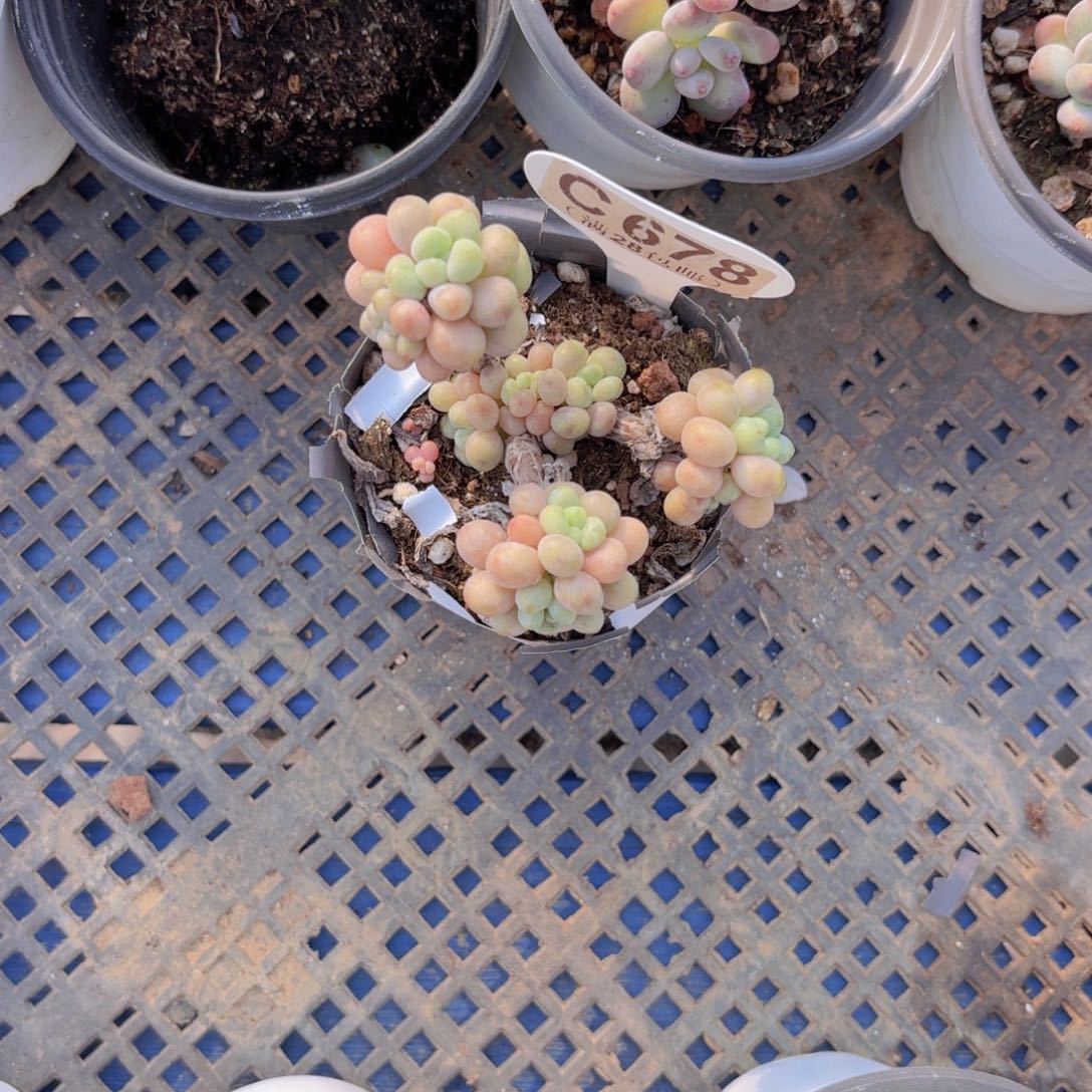 C678鱼子酱一物一拍