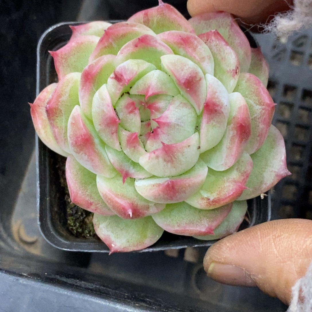 精品多肉一物一拍不包整427