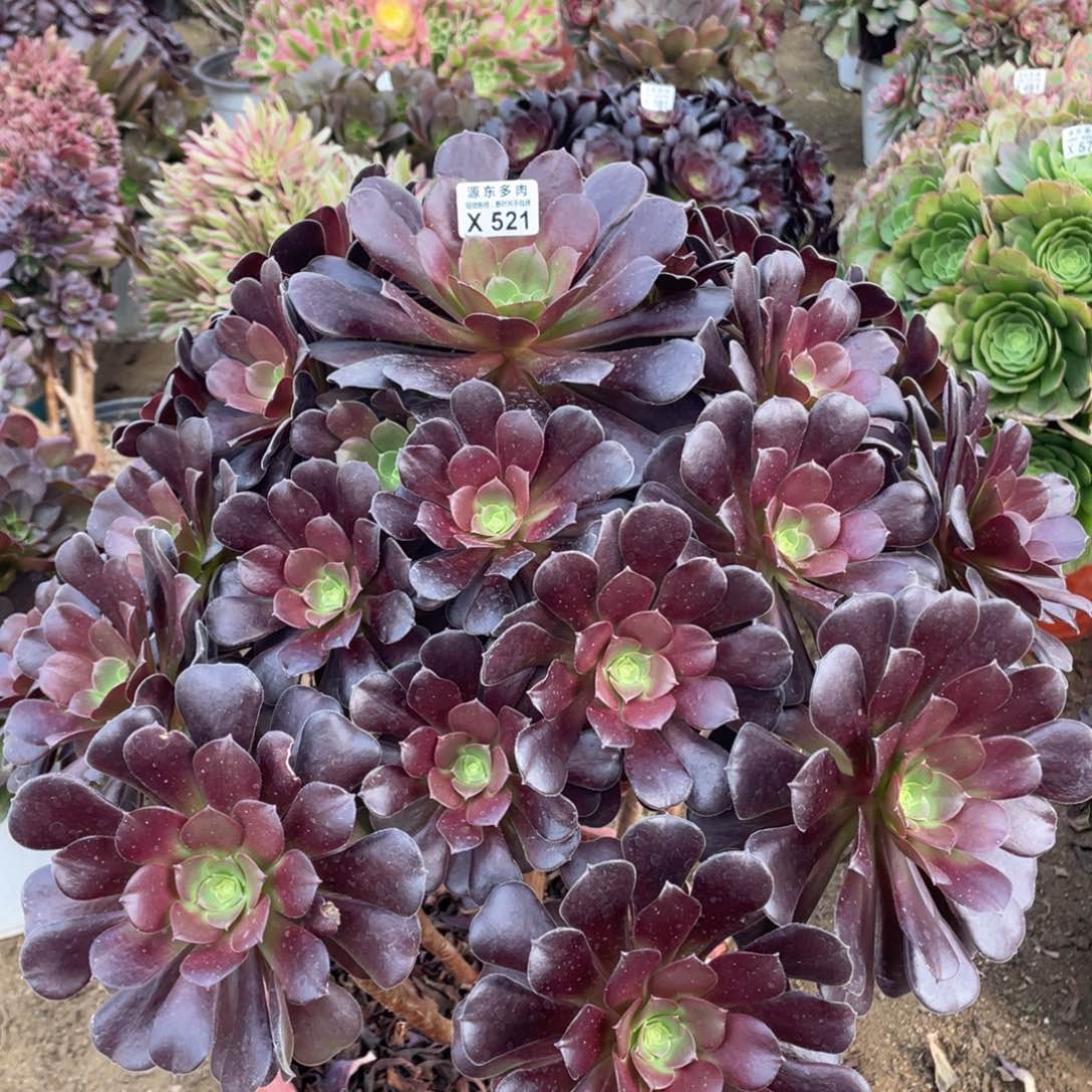 521梅花多肉法师断枝不包