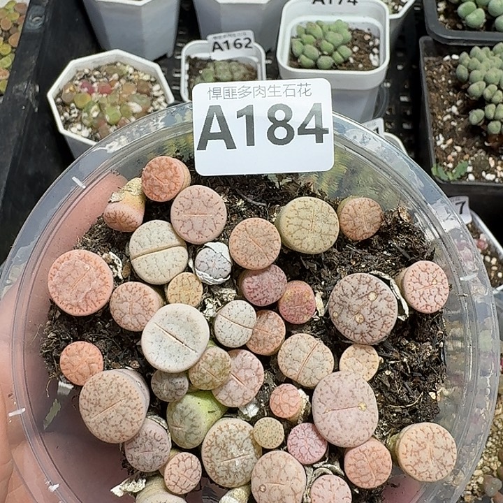 184多肉植物多肉植物