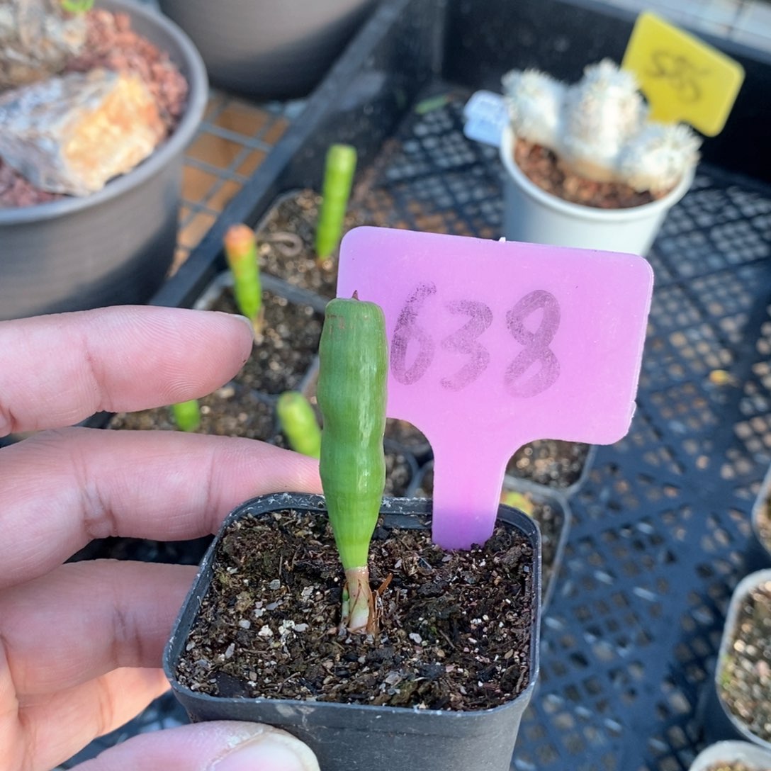 针管多肉植物一个