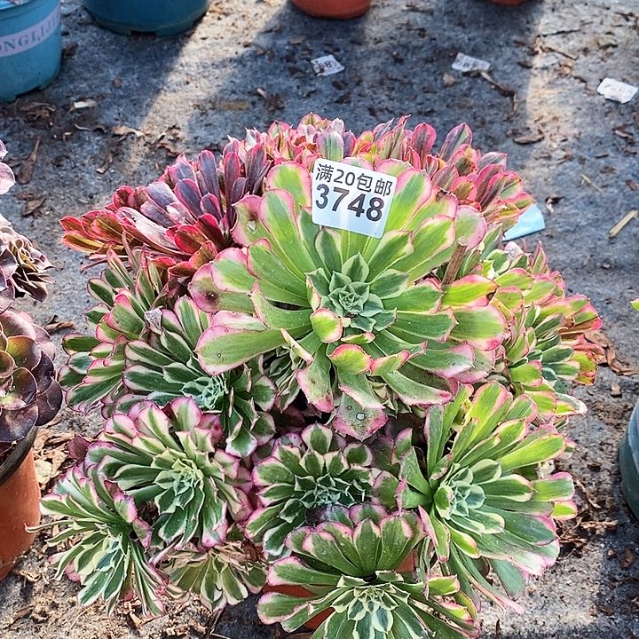 3748 一颗同花顺阴阳面