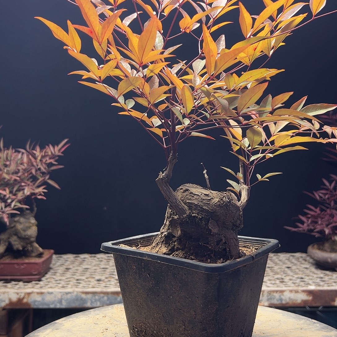 不开花植物0000004