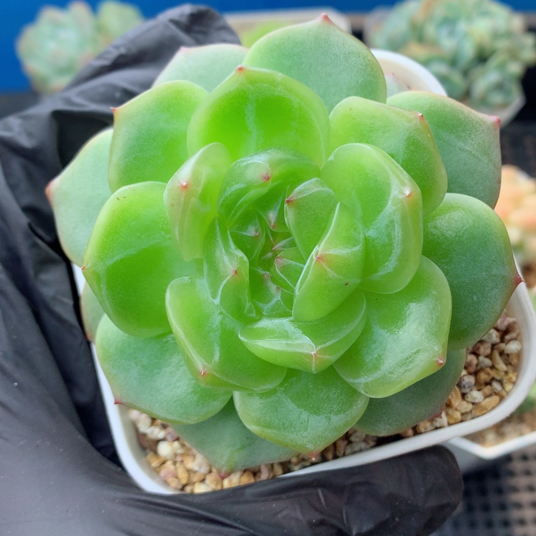 58包邮  群生不包整海洋之星93