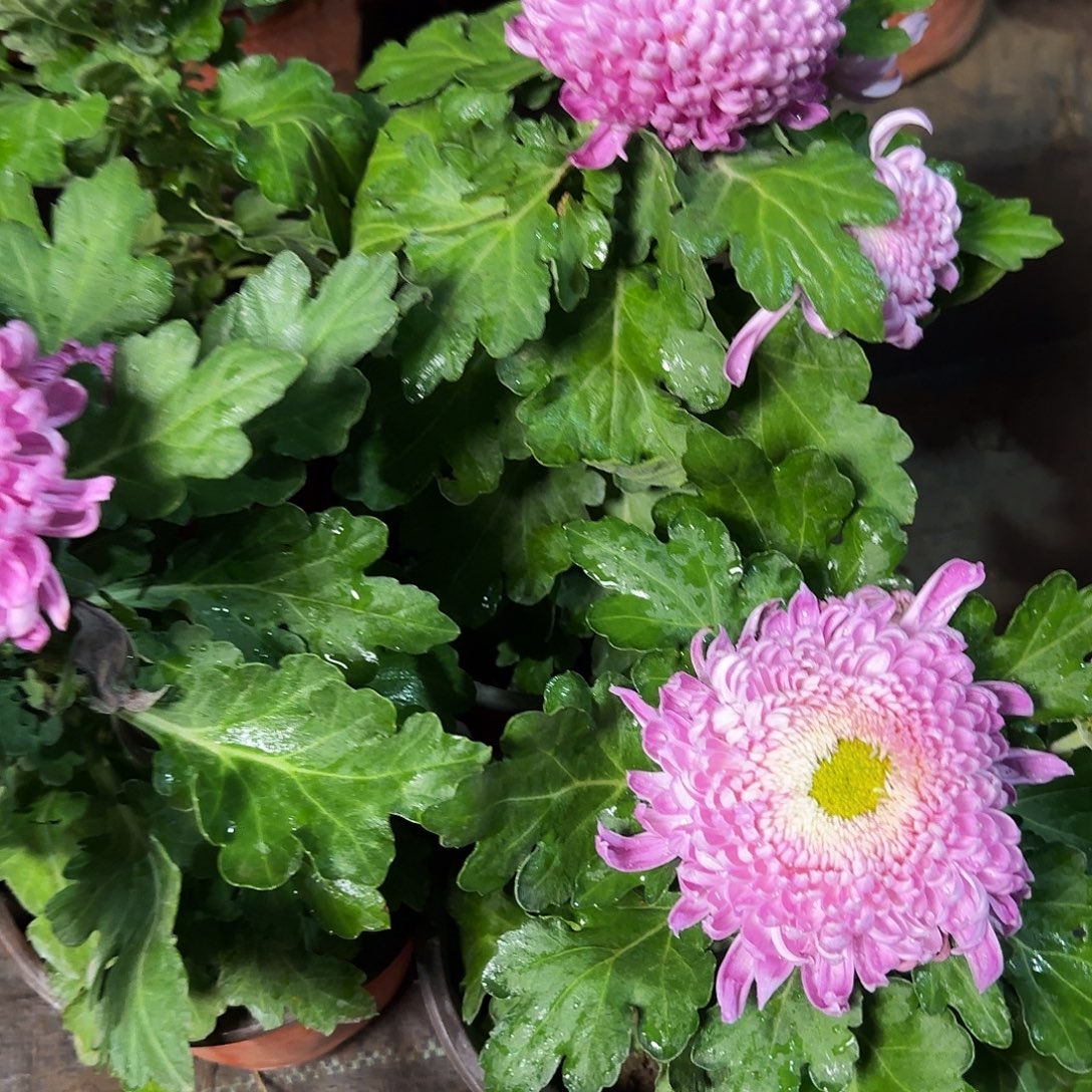 无花朵独本映月一颗