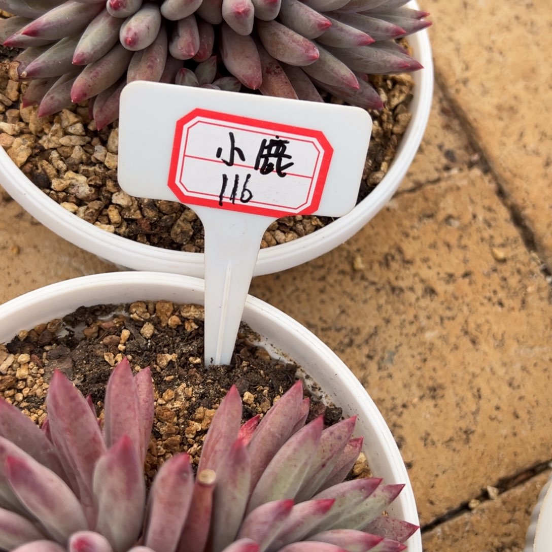 麋****我是说的不，小鹿116