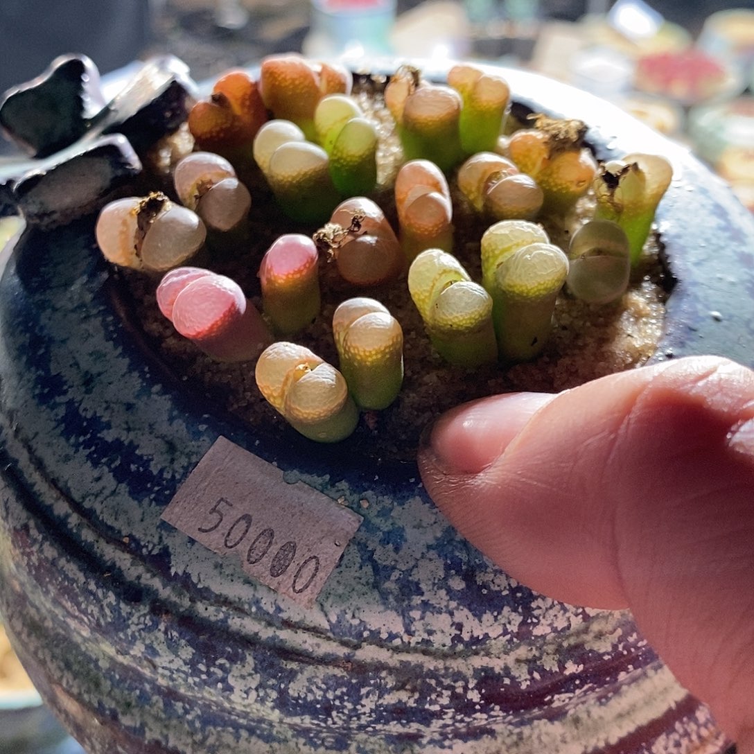 17370。 一组风铃。    