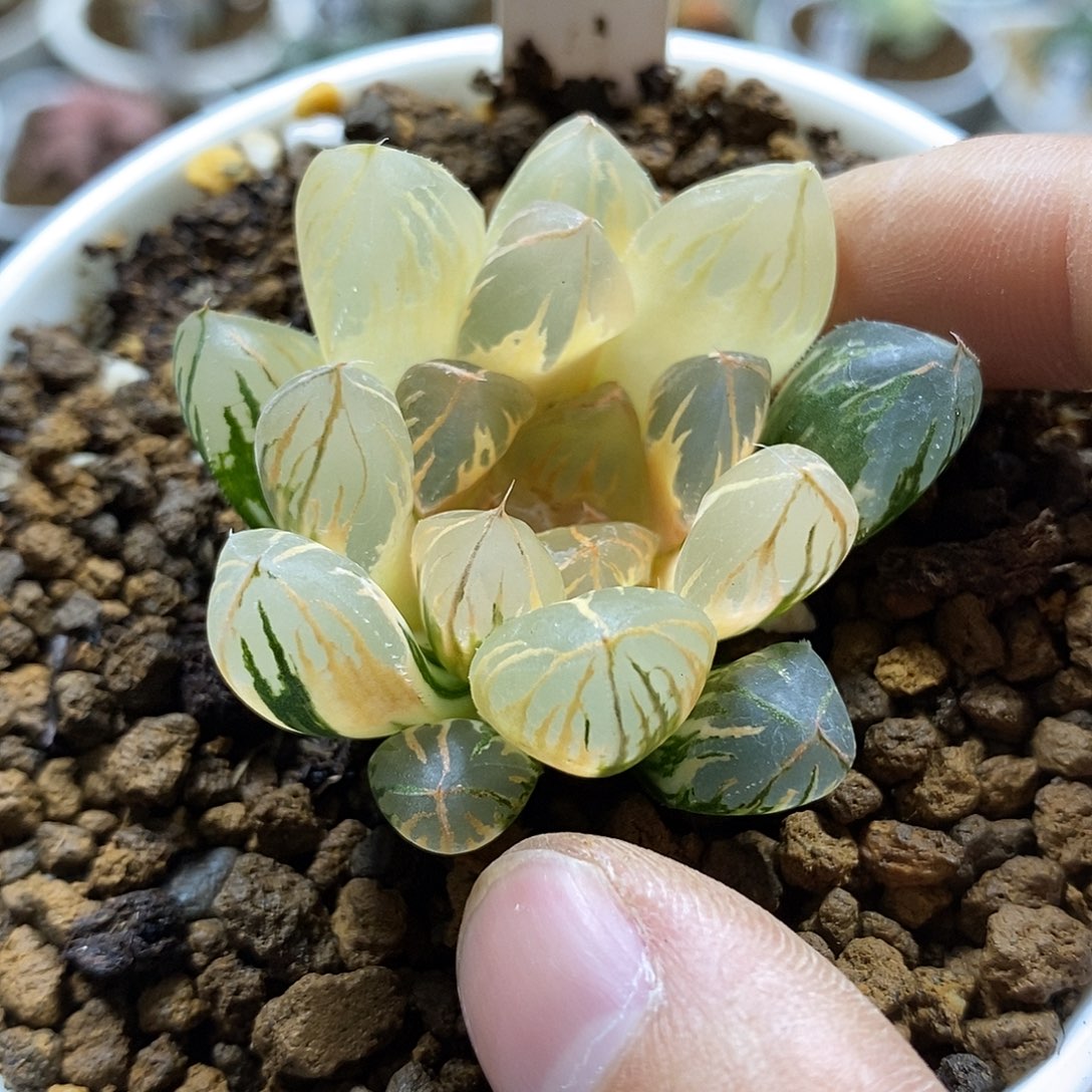 158糊斑日出十二多肉