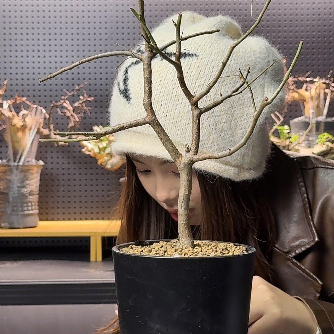 黄金橄榄带盆发货