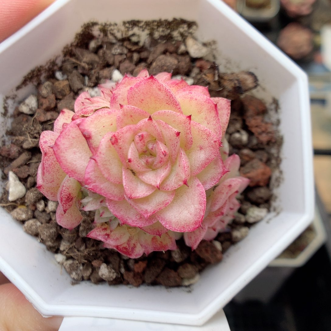 R66 ，20包邮两天凑单偏远不发货