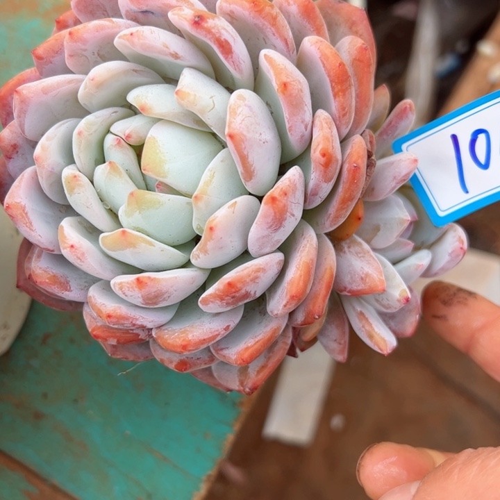 104橙子平平安安健健康康