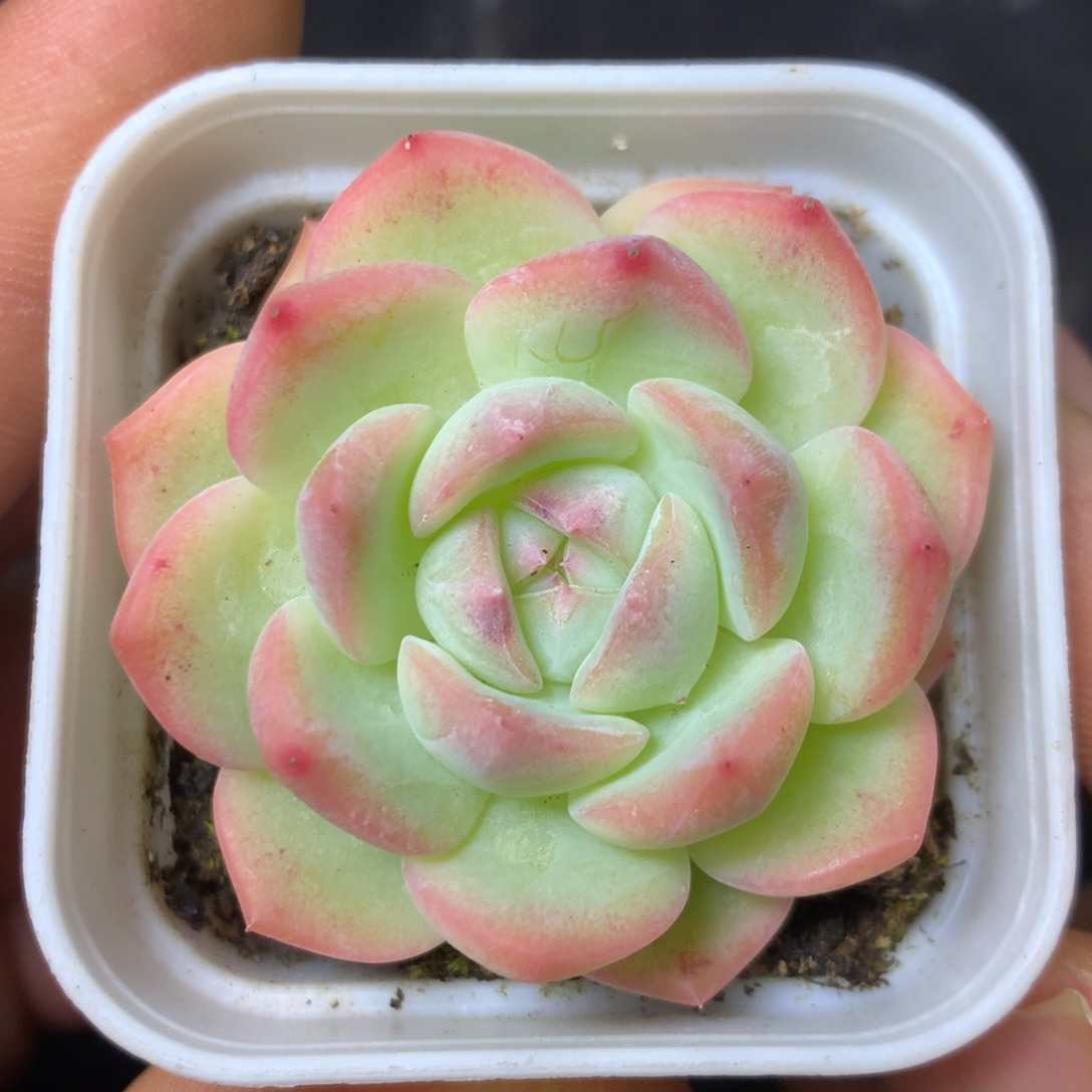 5 精品多肉一物一拍