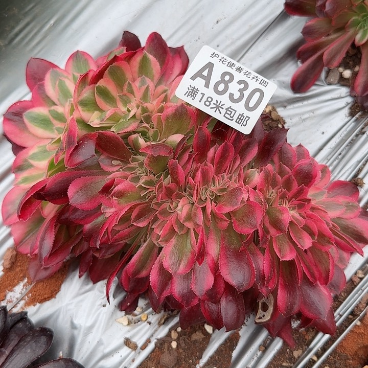 多肉法师淘宝福利