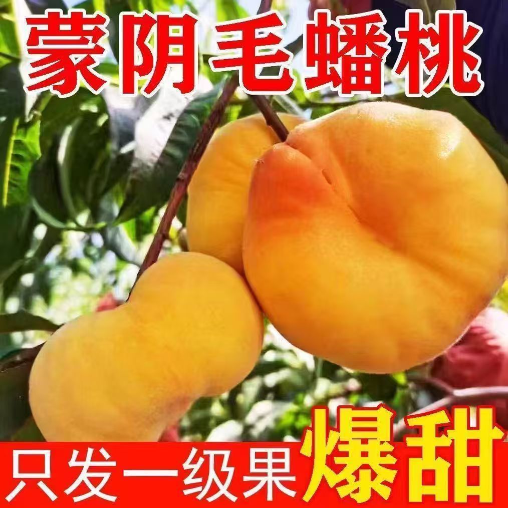【顺丰次日达】山东蒙阴纯甜黄金毛蟠桃大果扁桃毛桃当季水果新鲜桃子同城送山东省