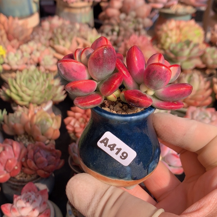 一物一拍含盆土满38包邮A419