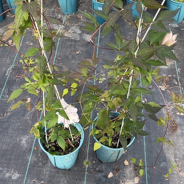 完全开放乌托邦，倒影大苗