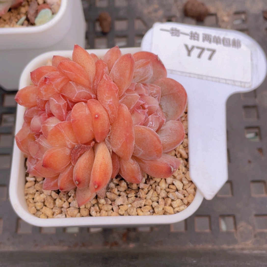 Y77号 全状态草莓啵啵缀化