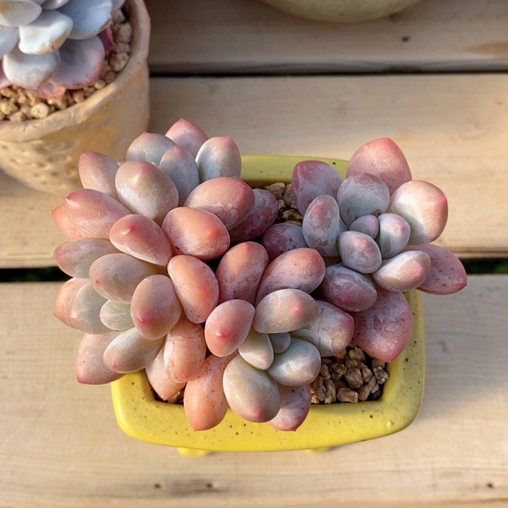 香水 韩货精品666