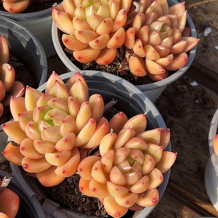 双头      星空  珍妮