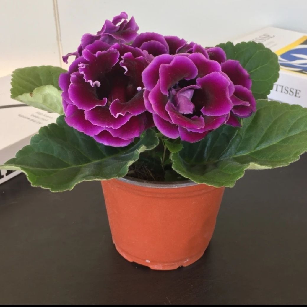 紫色带花苞重瓣大岩桐芙蓉花室内四季可养盆栽