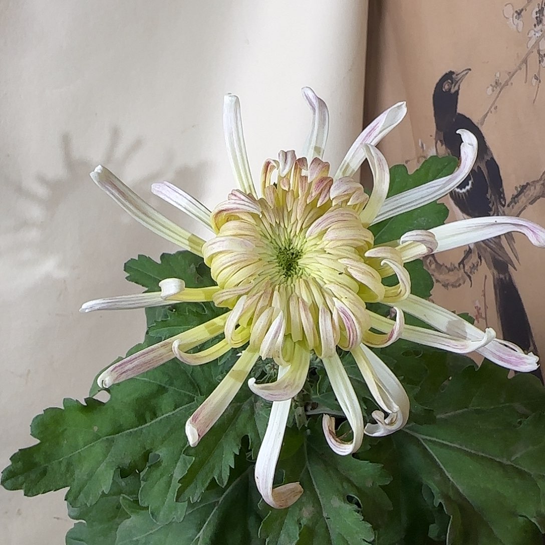 全部花朵Q11111111