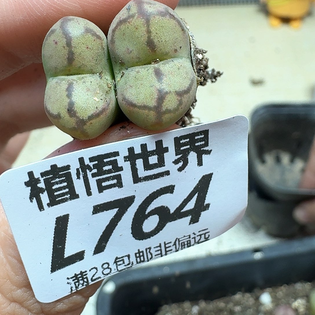多肉植物的润泽drzq