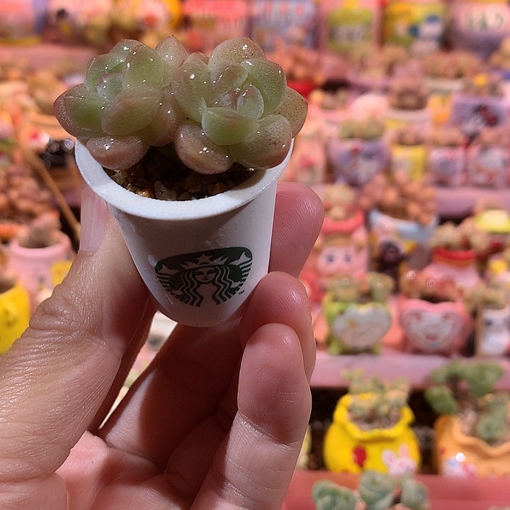 冰透溏心冰玉带盆 满100包邮