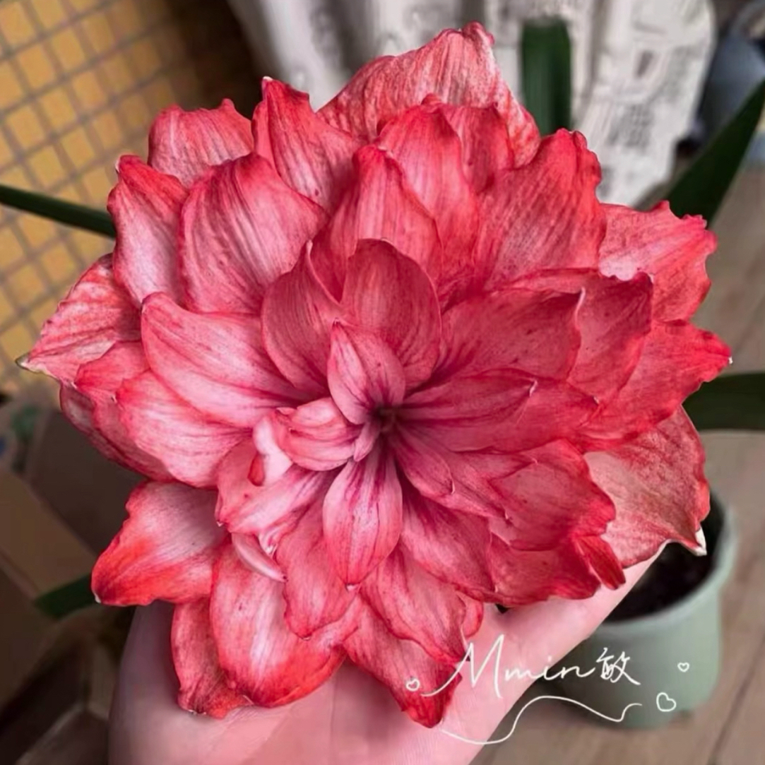 越南朱顶红【NKT8 1-2厘米左右 1粒】