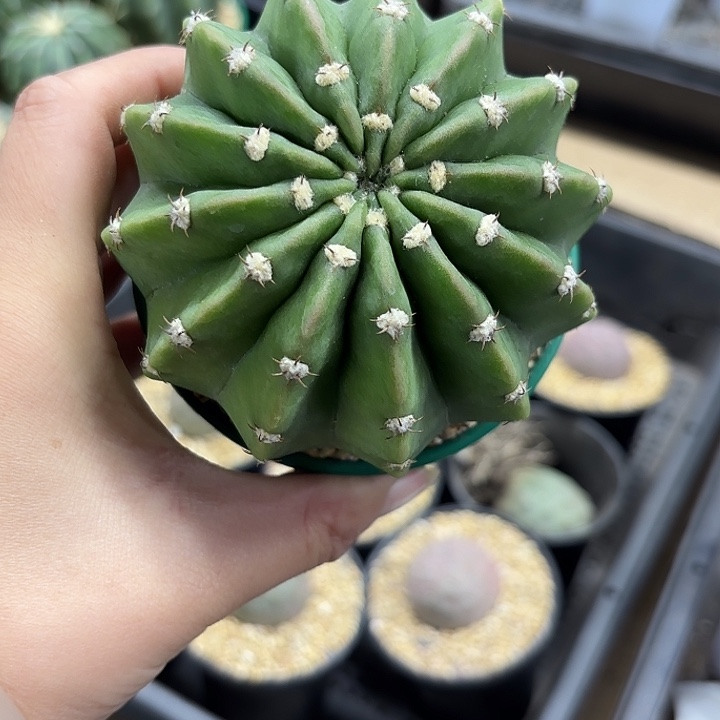 短毛丸实生加仑盆随机一盆