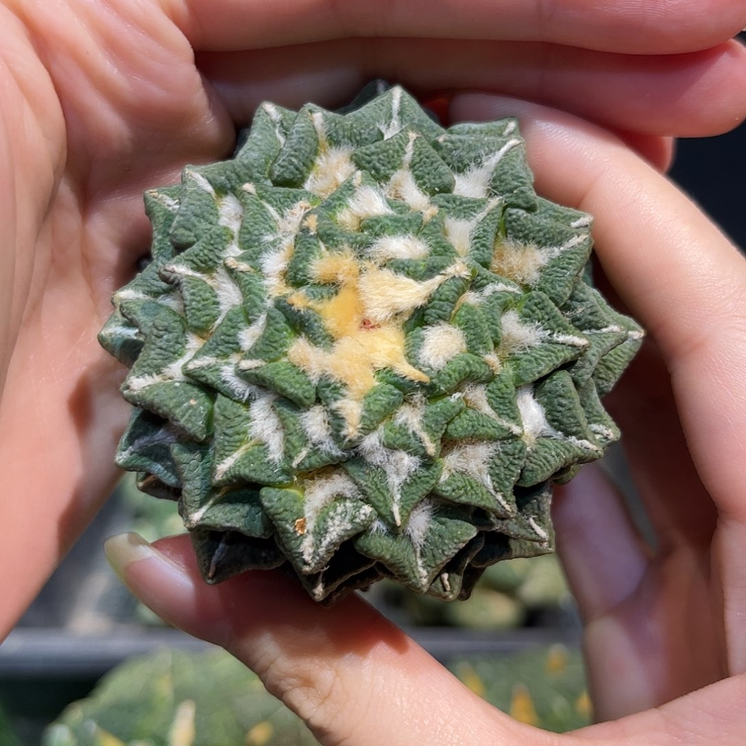 6.3cm自根大尤黑牡丹超大