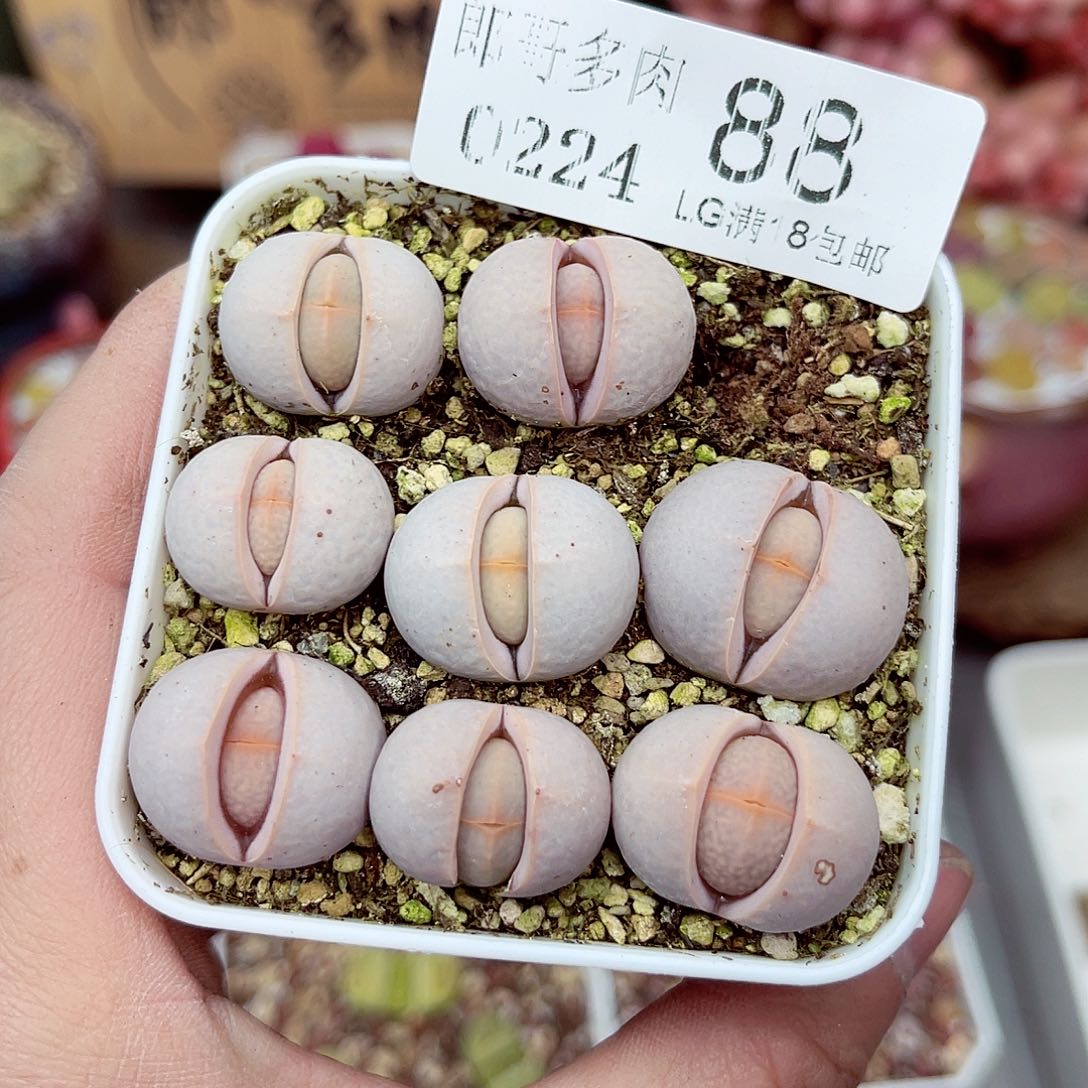 郎哥多少生石花24-83