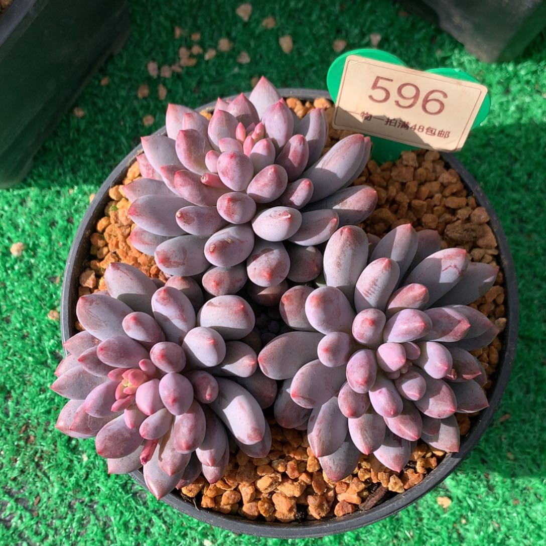 蓝精灵无砍平头596