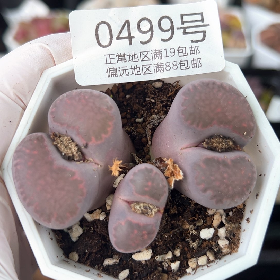 好养易活生石花大母本0499