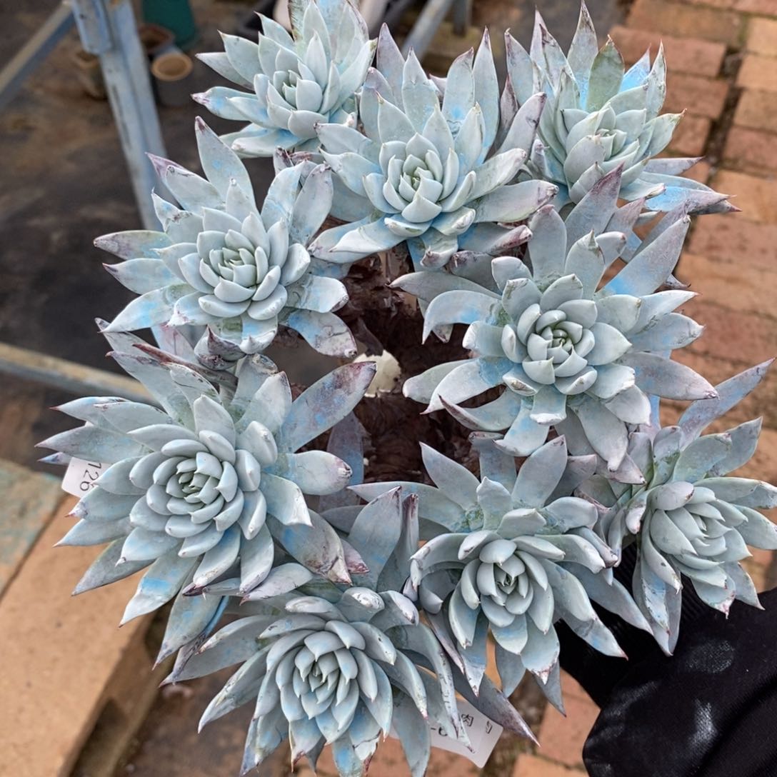 63号苹果叶大群漂亮