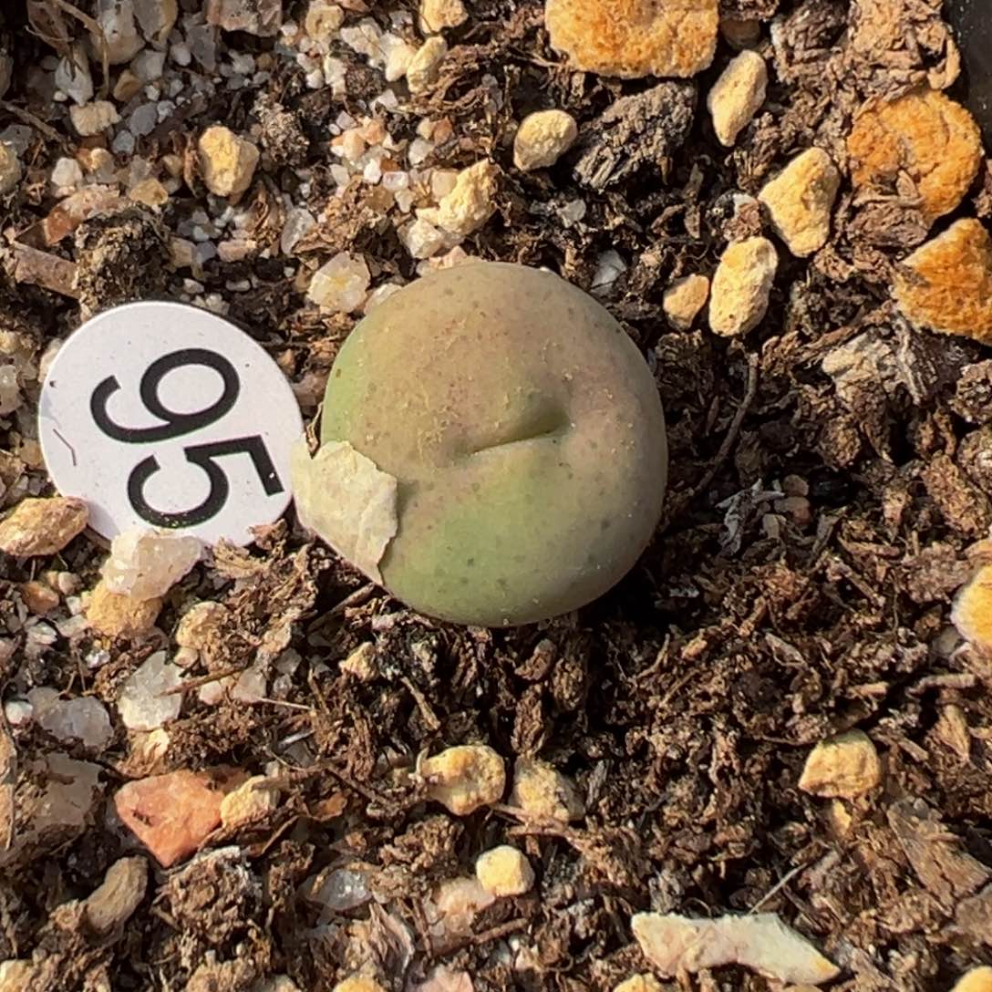 多肉植物111111111111111111