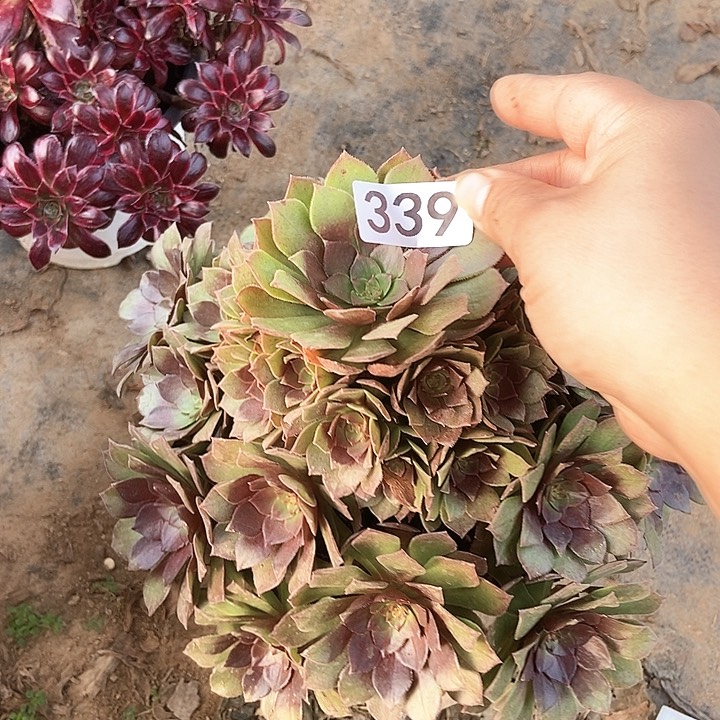 桃花石多肉339多肉不包断