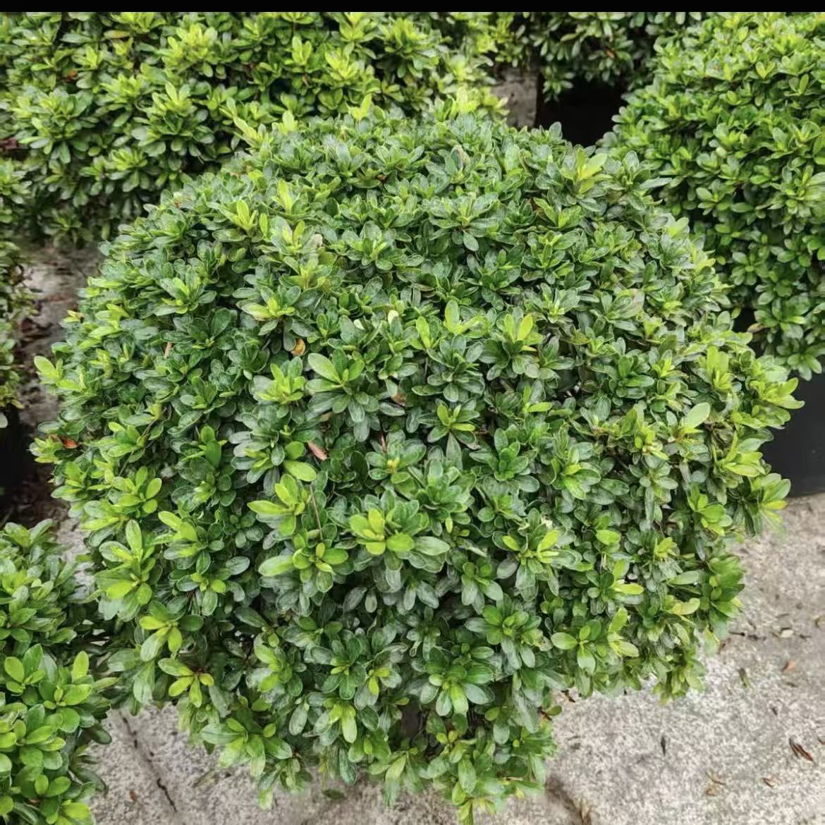 矮婆鹃盆栽苗庭院盆景杜鹃花园耐寒耐热夏季开花常绿花灌木