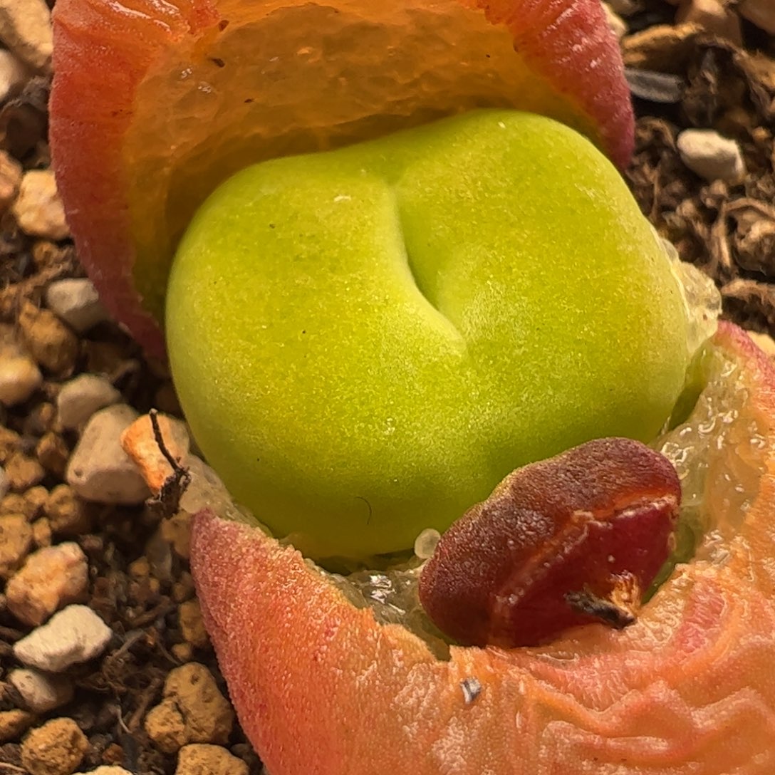 进口水蜜桃多肉植物百科