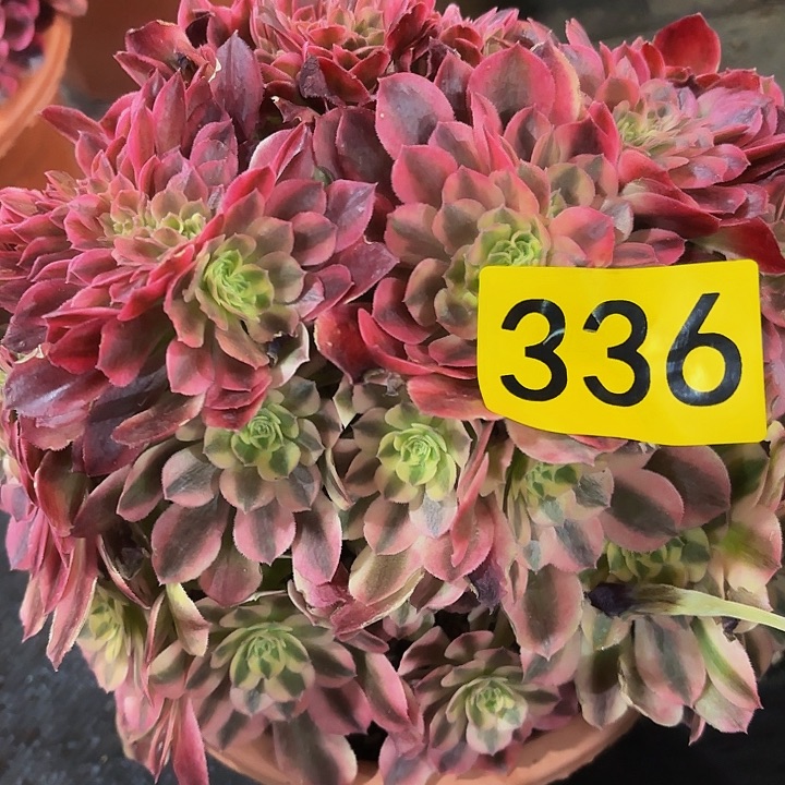 多肉植物福利来336