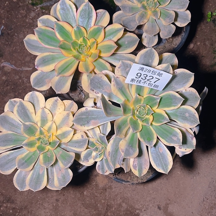 吕***惠9327灿烂四颗多肉植物