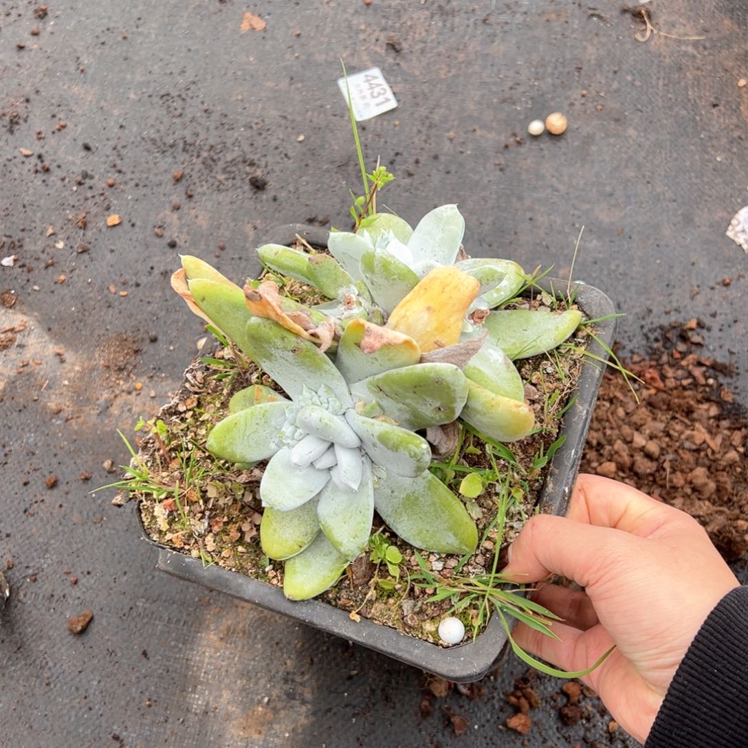 0348双头宽也拇指