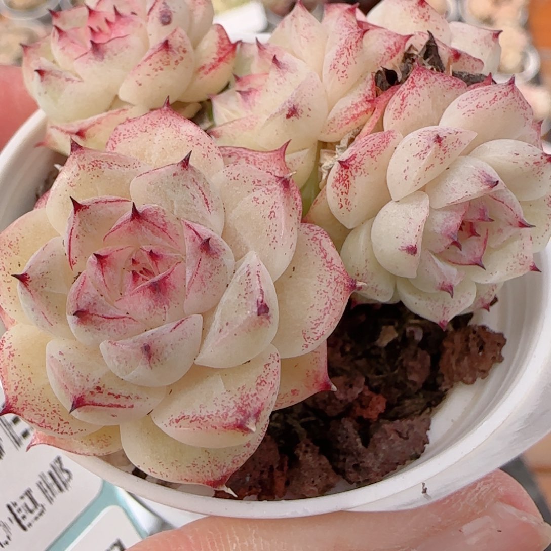 花语多肉1230-156魔仙散