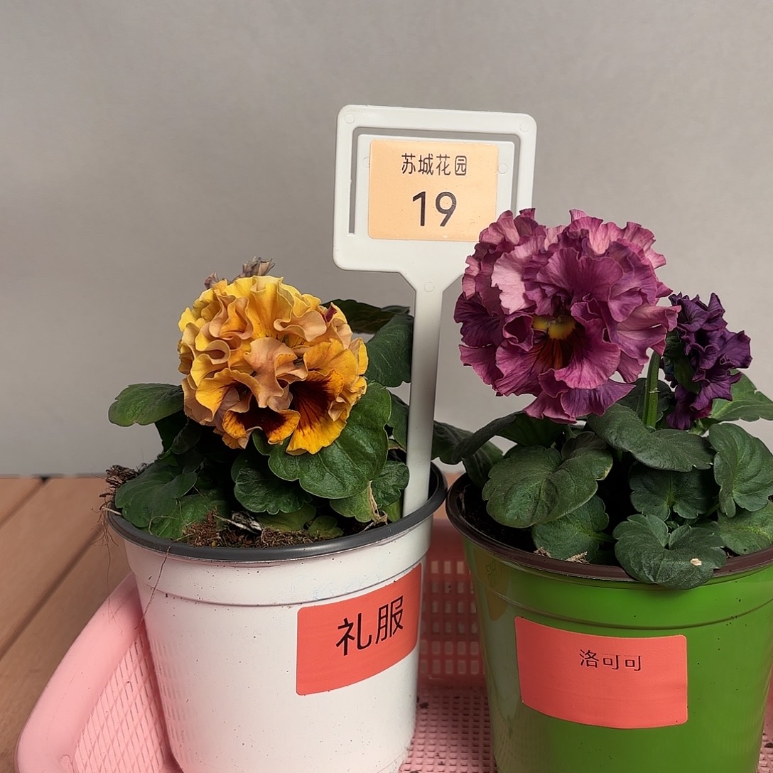 大部分开放少量花苞19