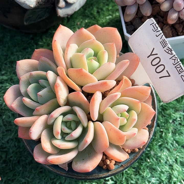 我是第一百个为妖刀应援滴打